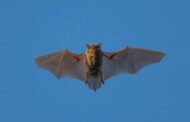 Chinese Researchers Identify New Bat Coronavirus with Potential Human Infection Risk