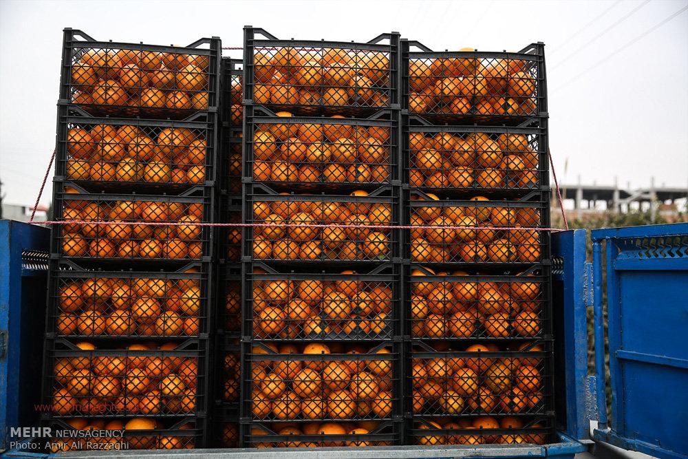 پایگاه خبری آرمان اقتصادی | جامع‌ترین رسانه اقتصادی 2323290 میزان خسارت سرمازدگی به پرتقال و کیوی اعلام شد  