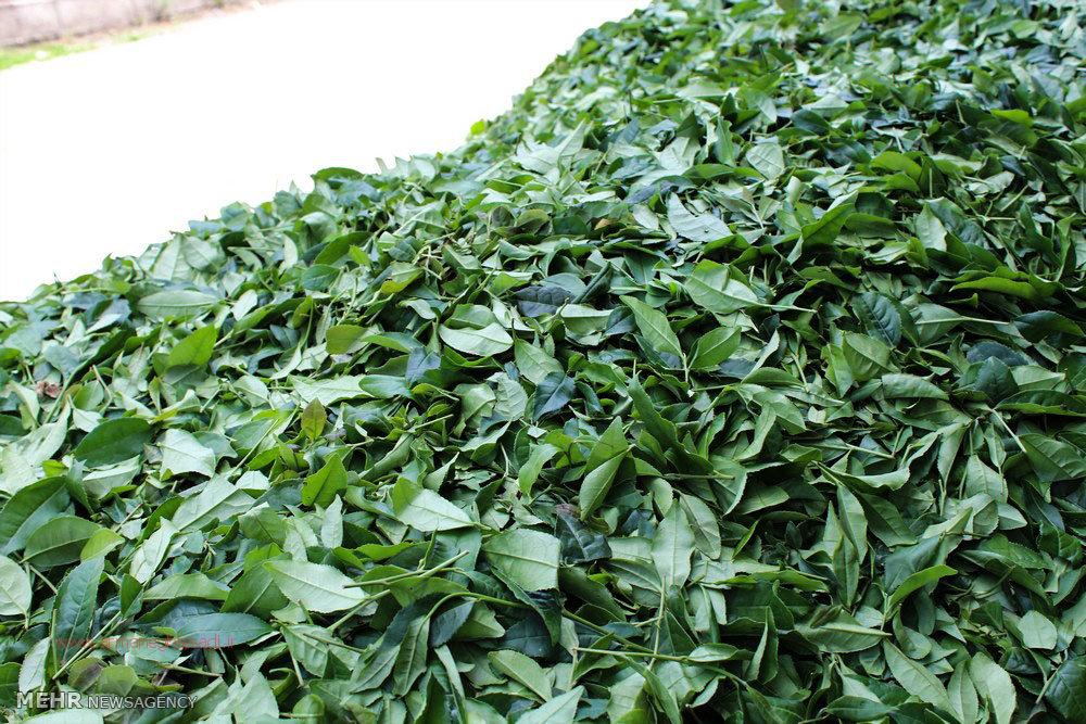 پایگاه خبری آرمان اقتصادی | جامع‌ترین رسانه اقتصادی 2111232 سرمازدگی باغات چای کشور/ تولید برگ سبز چای کاهش یافت 