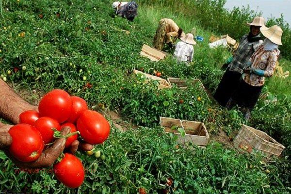 پایگاه خبری آرمان اقتصادی | جامع‌ترین رسانه اقتصادی 2359997 چالش‌های کشاورزی برای پیوستن به اتحادیه اوراسیا 