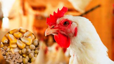 پایگاه خبری آرمان اقتصادی | جامع‌ترین رسانه اقتصادی 1513608614_425_61713_888-390x220 افزایش 280 میلیارد تومانی هزینه تولید هر کیلوگرم گوشت مرغ برای مرغداران طی یک ماه 