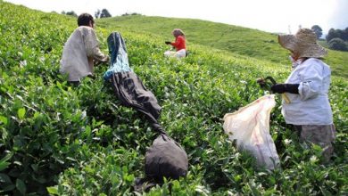 پایگاه خبری آرمان اقتصادی | جامع‌ترین رسانه اقتصادی 64079_926-390x220 بدهی 12 میلیارد تومانی کارخانه‌ها به چای‌کاران؛ نیاز به واردات 80 هزار تن چای 