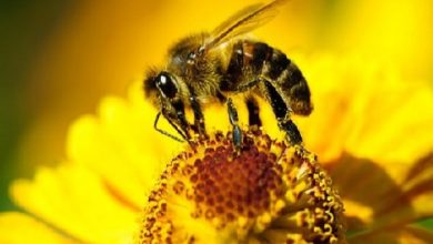 پایگاه خبری آرمان اقتصادی | جامع‌ترین رسانه اقتصادی 2647800-390x220 جشن روزجهانی زنبور عسل در ایران و جهان برگزار می شود 