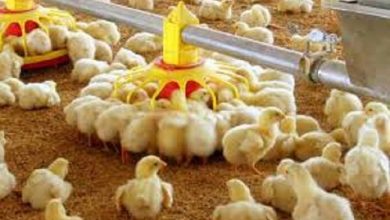 پایگاه خبری آرمان اقتصادی | جامع‌ترین رسانه اقتصادی 2537897-390x220 مرغداران جوجه ریزی را کاهش می‌دهند 