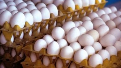 پایگاه خبری آرمان اقتصادی | جامع‌ترین رسانه اقتصادی 2866424-390x220 ثبات نرخ تخم مرغ در بازار/مرغداران همچنان در حال زیان هستند 
