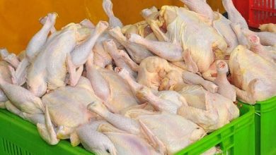 پایگاه خبری آرمان اقتصادی | جامع‌ترین رسانه اقتصادی 3058237-390x220 افزایش قیمت مرغ ناشی از سودجویی است/مردم مرغ را گران نخرند 