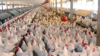 پایگاه خبری آرمان اقتصادی | جامع‌ترین رسانه اقتصادی 3101143-390x220 علت افزایش قیمت مرغ، تلفات موسمی است 