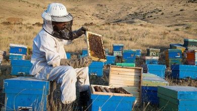 پایگاه خبری آرمان اقتصادی | جامع‌ترین رسانه اقتصادی زنبور-داری-390x220 وجود 85 هزار زنبورستان در كشور 
