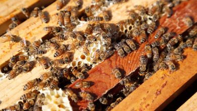 پایگاه خبری آرمان اقتصادی | جامع‌ترین رسانه اقتصادی 3239149-390x220 توسعه پوشش بیمه‌ای برای کاهش ریسک تولید در زنبورداری‌ها  