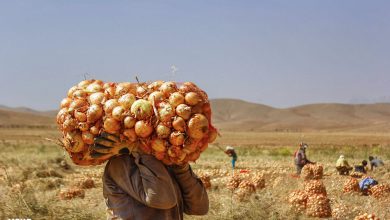 پایگاه خبری آرمان اقتصادی | جامع‌ترین رسانه اقتصادی 3583412-390x220 تغییر الگوی کشت در اراضی زراعی حوضه دریاچه ارومیه  
