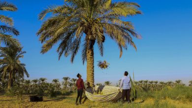 پایگاه خبری آرمان اقتصادی | جامع‌ترین رسانه اقتصادی 3896623-390x220 برداشت خرما در روستای غزاویه  