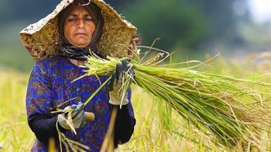 پایگاه خبری آرمان اقتصادی | جامع‌ترین رسانه اقتصادی 3193542-390x220 تشکیل ۶ هزار صندوق خرد زنانه در بافت روستایی و عشایری  