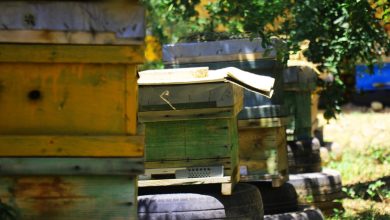 پایگاه خبری آرمان اقتصادی | جامع‌ترین رسانه اقتصادی 3822982-390x220 توزیع ۲۰ هزار تن شکر برای زمستان گذرانی زنبورهای عسل 