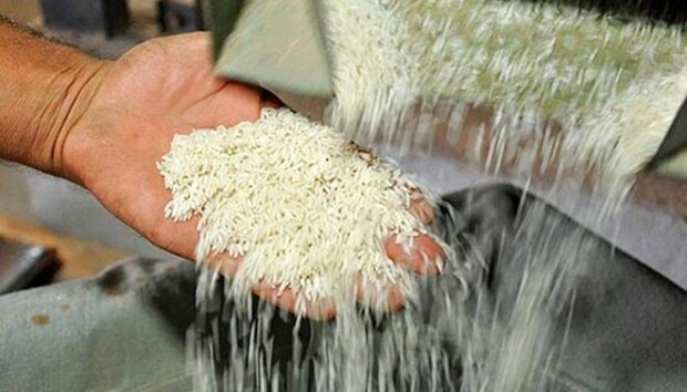 عزم دولت برای تعدیل قیمت برنج/ شادی در بازار، زارعان ماتم گرفتند