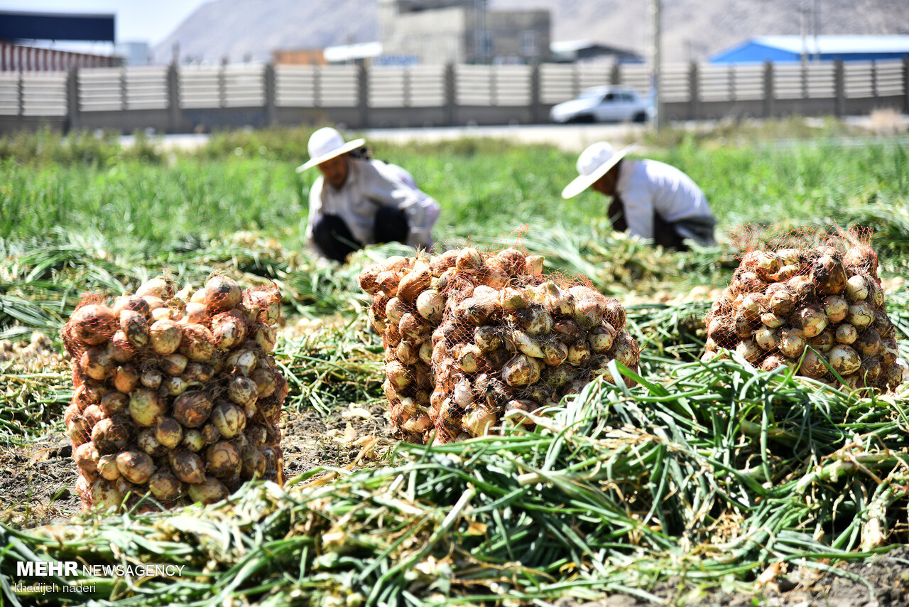 توزیع نمک به جای کود در کرمان/ بازار رها شده به سودجویی منجر شد