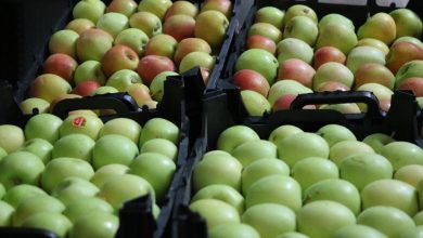 پایگاه خبری آرمان اقتصادی | جامع‌ترین رسانه اقتصادی 3885432-390x220 عوارض گمرکی صادرات سیب به اقلیم کردستان عراق برداشته می‌شود 