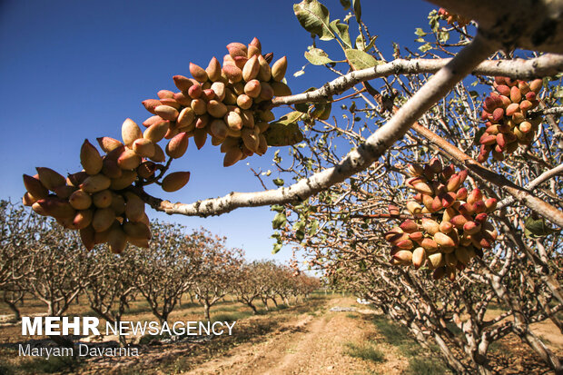 اینجا یزد مرکز بی آبی ایران/کشتوکار به مدد آبیاریهای خلاقانه