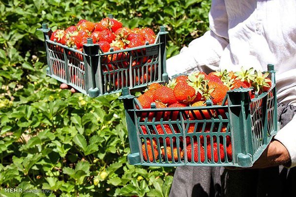 صادرات محصولات کشاورزی آذربایجان شرقی به ۴۵ کشور جهان