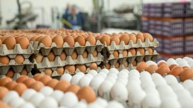 پایگاه خبری آرمان اقتصادی | جامع‌ترین رسانه اقتصادی 3636561-390x220 چالش تازه برای کشتار مرغ های تخمگذار/کمبود کشتارگاه و سردخانه!  