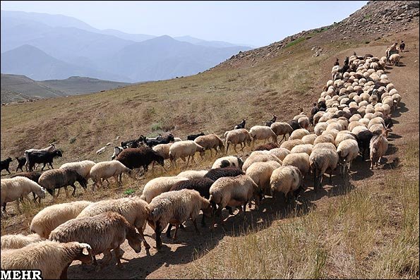 گلایه دامداران یزد از کمبود خوراک دام/مراتع خشک و گوسفندان گرسنه