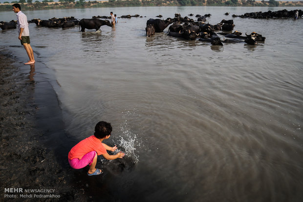 آینده مبهم حرفه تاریخی دامداران خوزستان/ گاومیش داری حمایت نشد