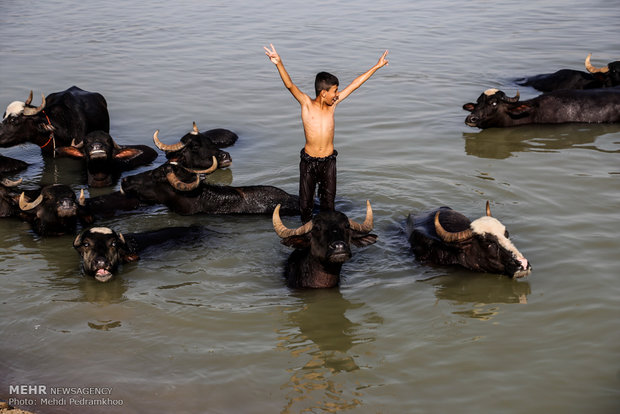 آینده مبهم حرفه تاریخی دامداران خوزستان/ گاومیش داری حمایت نشد