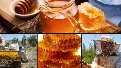 پایگاه خبری آرمان اقتصادی | جامع‌ترین رسانه اقتصادی 2975056-390x220 صادرات سالانه ۳۵۰ تن عسل از استان اردبیل  