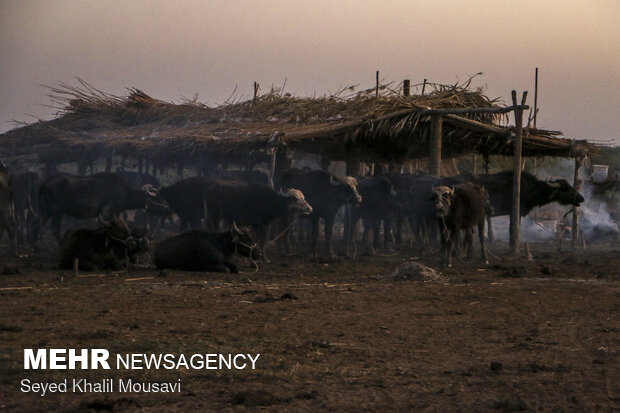 آینده مبهم حرفه تاریخی دامداران خوزستان/ گاومیش داری حمایت نشد