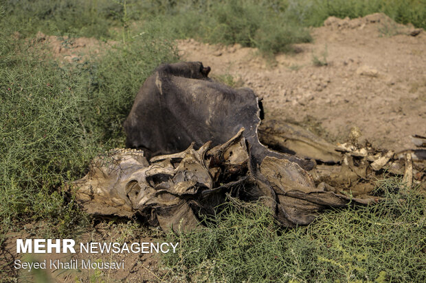 آینده مبهم حرفه تاریخی دامداران خوزستان/ گاومیش داری حمایت نشد