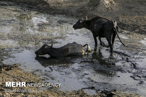 آینده مبهم حرفه تاریخی دامداران خوزستان/ گاومیش داری حمایت نشد