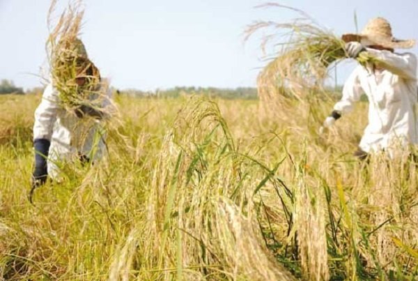 افزایش تولید برنج در روزگار تغییر اقلیم 