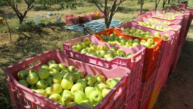 پایگاه خبری آرمان اقتصادی | جامع‌ترین رسانه اقتصادی 1856579-390x220 صادرات سیب ایران به هند افزایش یافت  