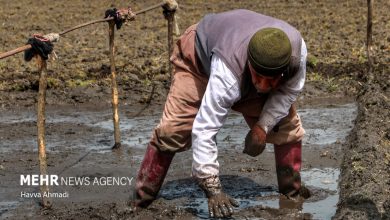 پایگاه خبری آرمان اقتصادی | جامع‌ترین رسانه اقتصادی 4116049-390x220 انعقاد ۲۵ هزار هکتار کشت قراردادی برنج در استان‌های شمالی 