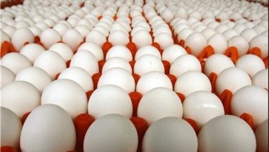 پایگاه خبری آرمان اقتصادی | جامع‌ترین رسانه اقتصادی 1655891277_368_4093503-390x220 زیان ۲۳ هزار تومانی مرغداران در هر کیلوگرم تولید تخم‌مرغ  