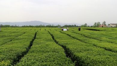 پایگاه خبری آرمان اقتصادی | جامع‌ترین رسانه اقتصادی 3443321-390x220 ضرورت اصلاح و نوسازی باغات چای در استان گیلان  