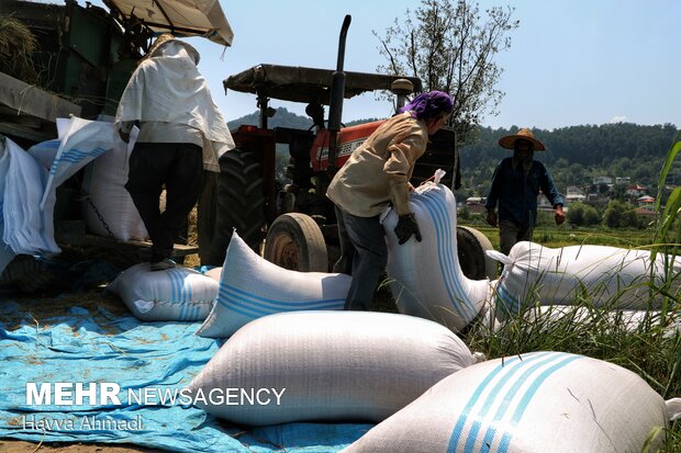افزایش قیمت برنج به نام کشاورز به کام دلال/ قیمت تضمینی راهگشاست