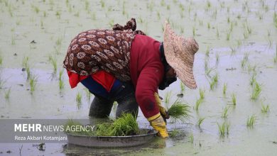 پایگاه خبری آرمان اقتصادی | جامع‌ترین رسانه اقتصادی 4142920-390x220 سهم گیلان در تولید و تامین نیاز برنج کشور قابل توجه است  