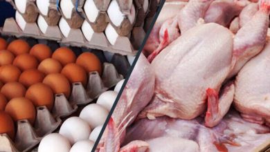 پایگاه خبری آرمان اقتصادی | جامع‌ترین رسانه اقتصادی 4200198-390x220 خرید ۳۷ هزار تن گوشت مرغ و تخم‌مرغ مازاد از تولیدکنندگان  