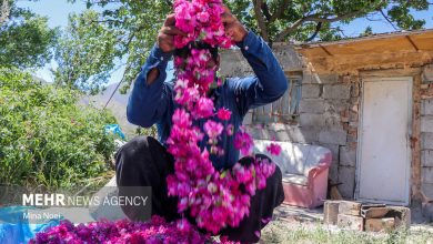پایگاه خبری آرمان اقتصادی | جامع‌ترین رسانه اقتصادی 4201821-390x220 حمایت از سرمایه گذاری برای فرآوری گل محمدی در آذربایجان شرقی 