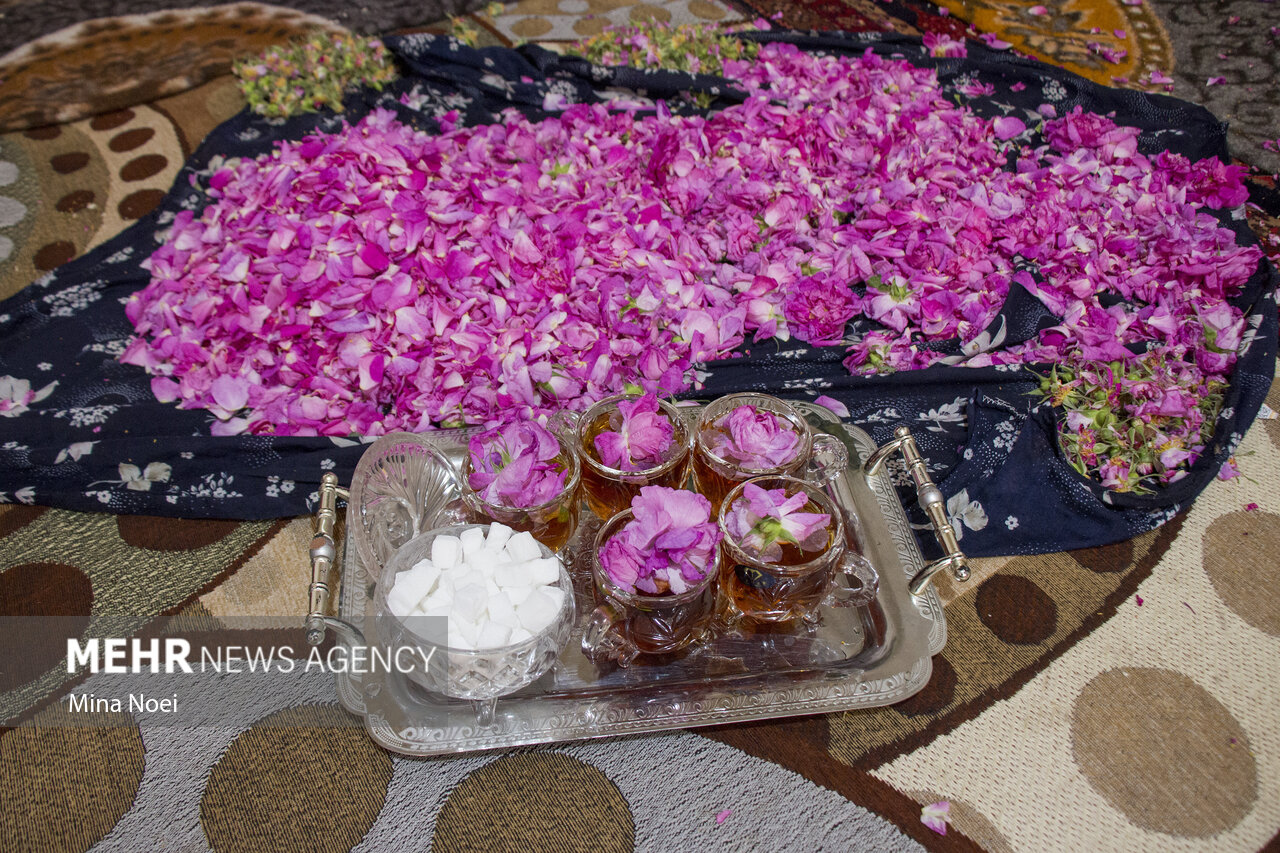 حمایت از سرمایه گذاری برای فرآوری گل محمدی در آذربایجان شرقی