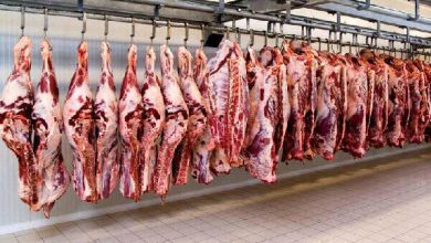 پایگاه خبری آرمان اقتصادی | جامع‌ترین رسانه اقتصادی 4109216-390x220 صادرات دام زنده مازاد تا ۲ هفته آینده/ قیمت گوشت کاهش می یابد  