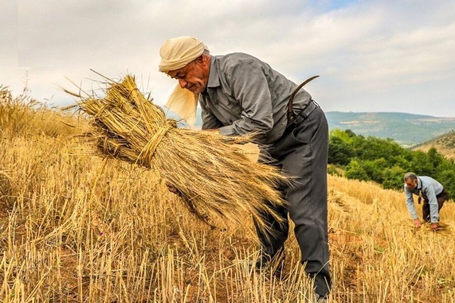 کمبود پایانه صادرات محصولات کشاورزی در یزد