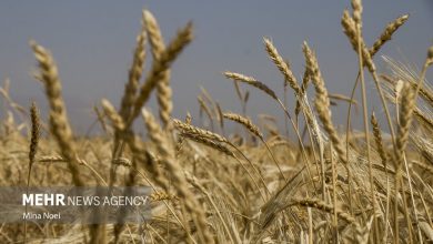 پایگاه خبری آرمان اقتصادی | جامع‌ترین رسانه اقتصادی 4248629-390x220 هشترود رتبه اول تولید گندم را در آذربایجان شرقی دارد  