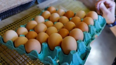 پایگاه خبری آرمان اقتصادی | جامع‌ترین رسانه اقتصادی 1665034717_62396065-390x220 راهکار فرانسه برای مقابله با افزایش قیمت تخم‌مرغ  
