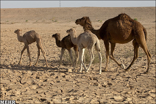 دشت های ترکمن صحرا پیشگام در تولید/ شترداران نیازمند حمایت هستند