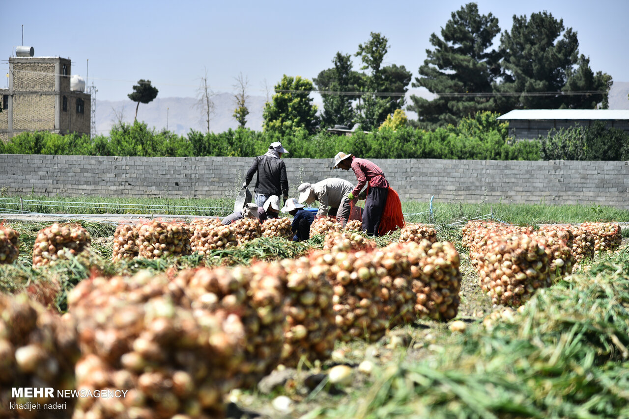 کشاورزان جنوب کرمان در آستانه فصل برداشت غافلگیر شدند