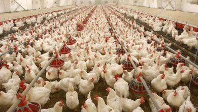 پایگاه خبری آرمان اقتصادی | جامع‌ترین رسانه اقتصادی 3955349-390x220 عرضه ۸۶۷ تن گوشت مرغ تولیدی در مهرستان به بازارهای مصرف  
