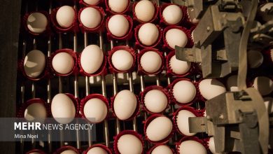 پایگاه خبری آرمان اقتصادی | جامع‌ترین رسانه اقتصادی 4300430-390x220 افزایش تقاضا تخم مرغ را گران کرد!  