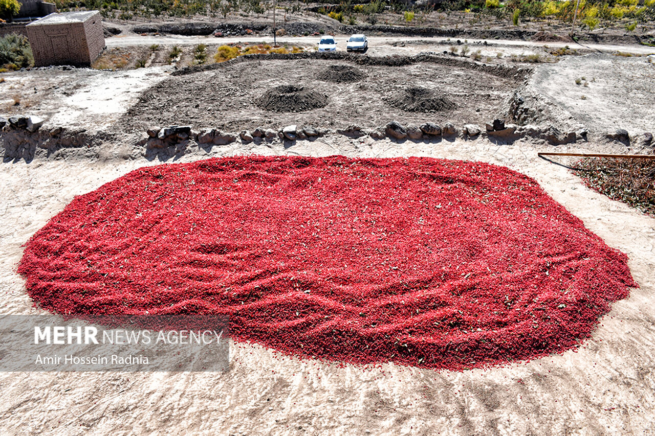 تیغ تیز مشکلات بر تن زرشک کاران خراسان جنوبی