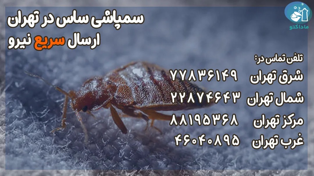 ماداکتو سرویس؛ راهکار تخصصی برای رهایی از ساس و حشرات موذی در خانه